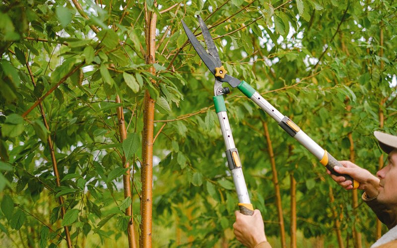 Tree trimming in Peterson, IA